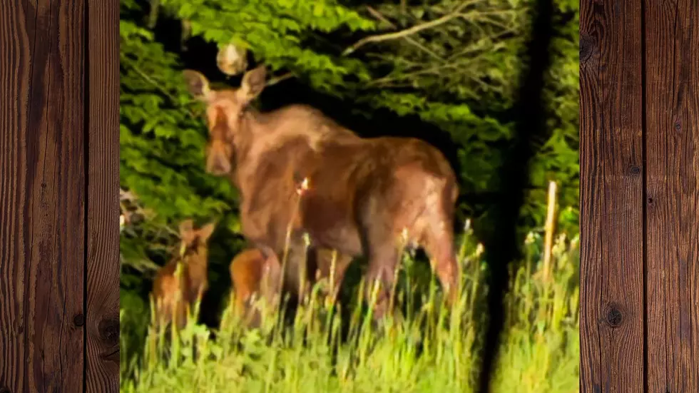 Incredible Photo Shows Mama Moose with Two Babies in the Adirondacks