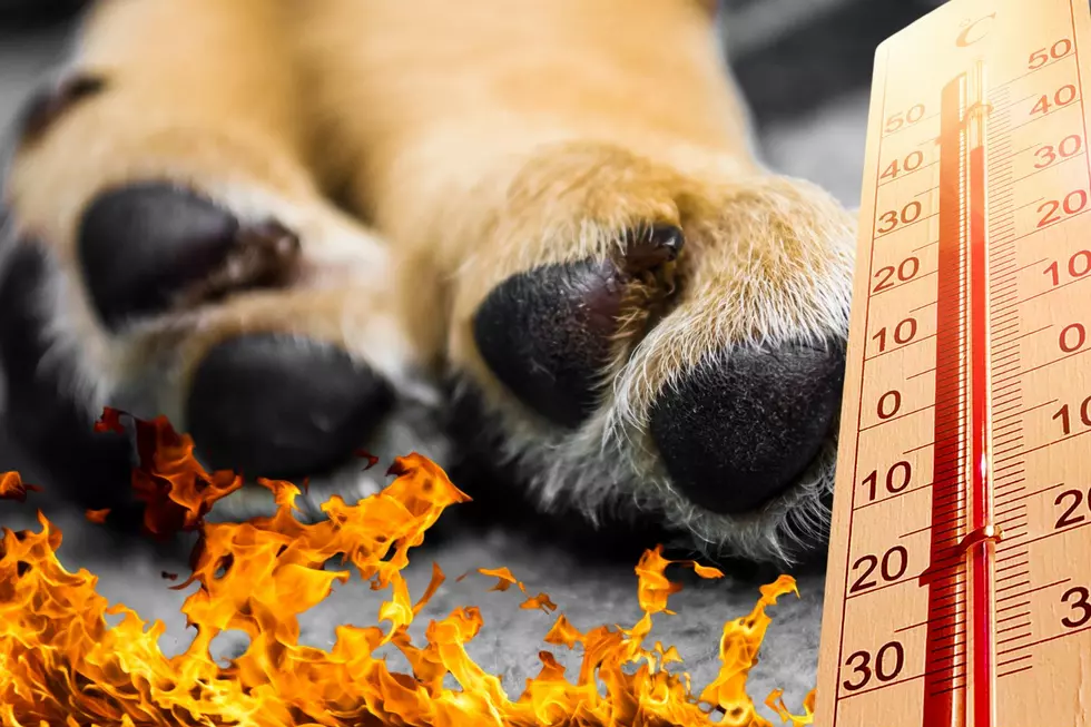 WARNING! Protect Your Dog's Paws from Hot Pavement in NY