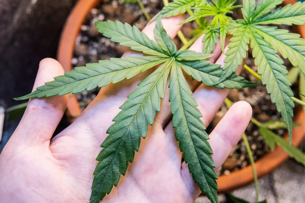 Growing Your Own Marijuana In New York: What You Need To Know