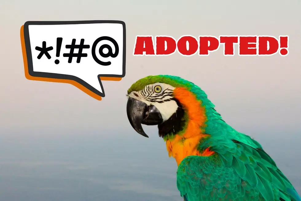 ADOPTED! That &#8216;Fowl&#8217; Mouthed NY Parrot Has A New Home