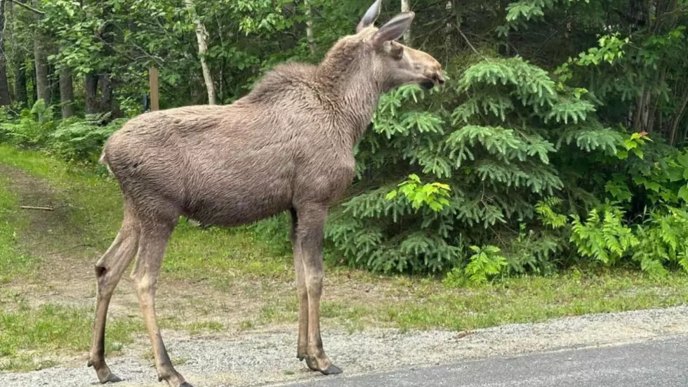 These Recent Moose Sightings in Upstate New York are Captivating