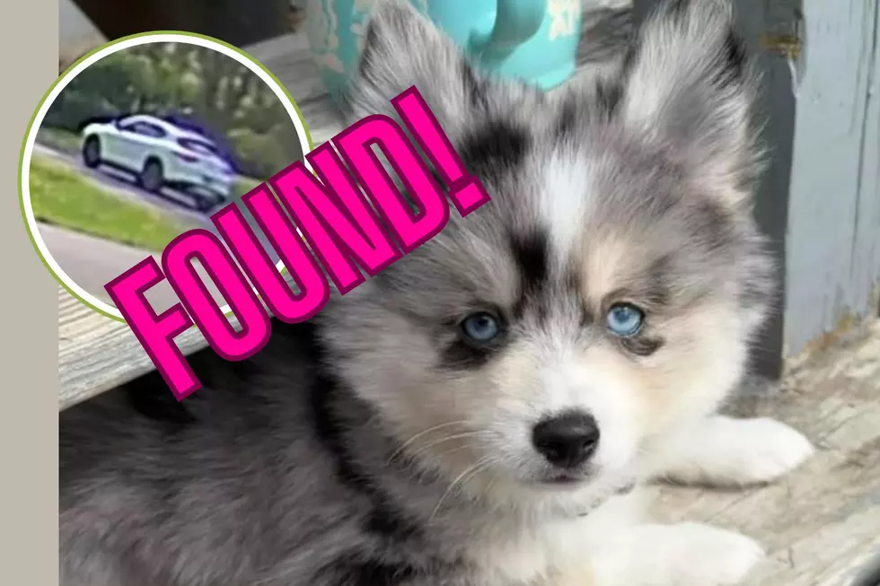 FOUND! Puppy Nabbed From Saratoga County Neighborhood! Returned!
