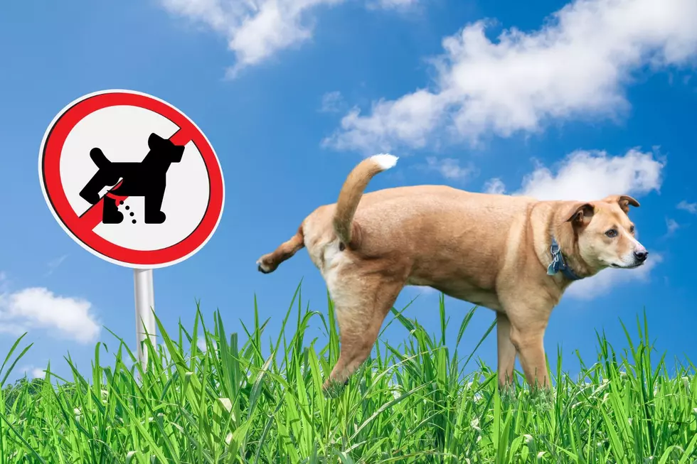 'No Pee' Dog Signs On NY Lawns-Can They Be Enforced?