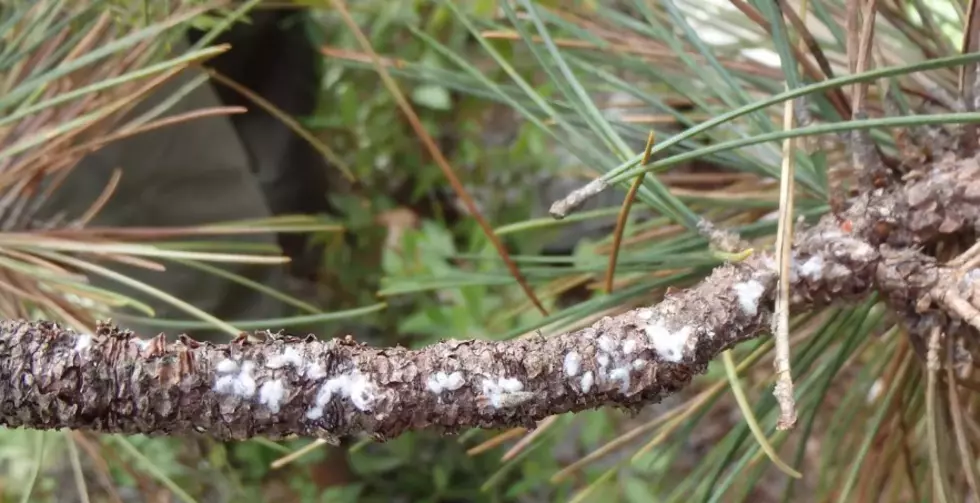 Invasive pest in Upstate New York, red pine scale Upstate New York, 518news, 518-news, invasive species in the Lake George region of New York