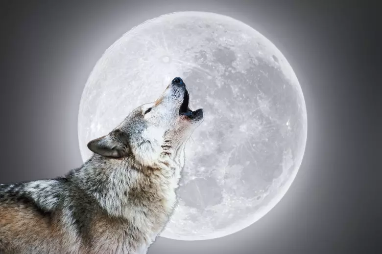 First Full Moon of 2025 Tonight: The Wolf Moon