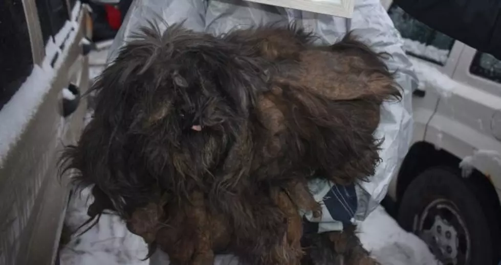 This poor guy was so mangled that he's barely recognizable. Thankfully, the abused animals are being well-cared for. Photo: NYSP