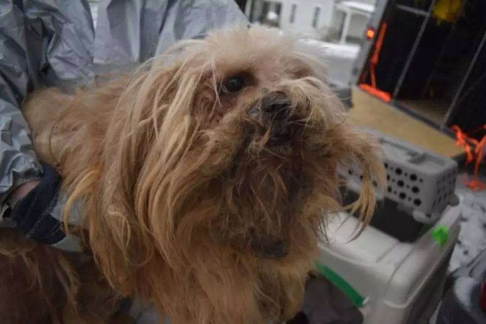 One of the abused doggies who was removed from a home in Upstate New York last month. Photo: NYSP