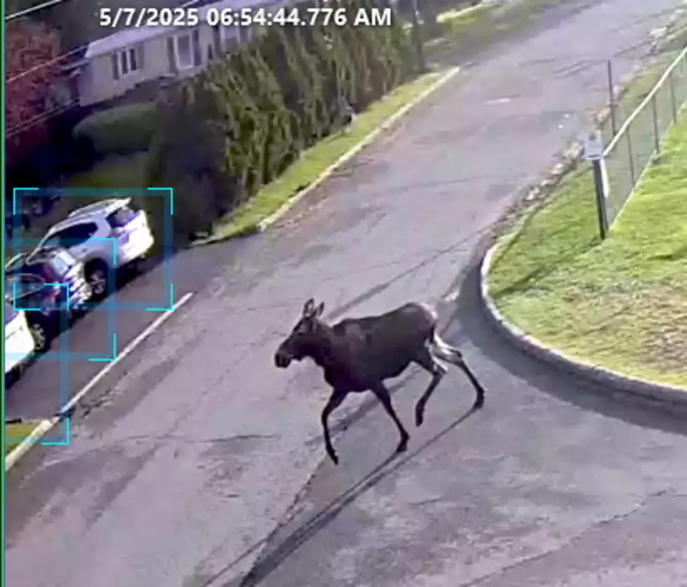 moose on the loose in saratoga county, moose near the middle school in south glens falls, 518-news, 518news