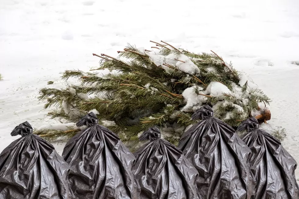 Let the City of Troy Take Your Christmas Trees!