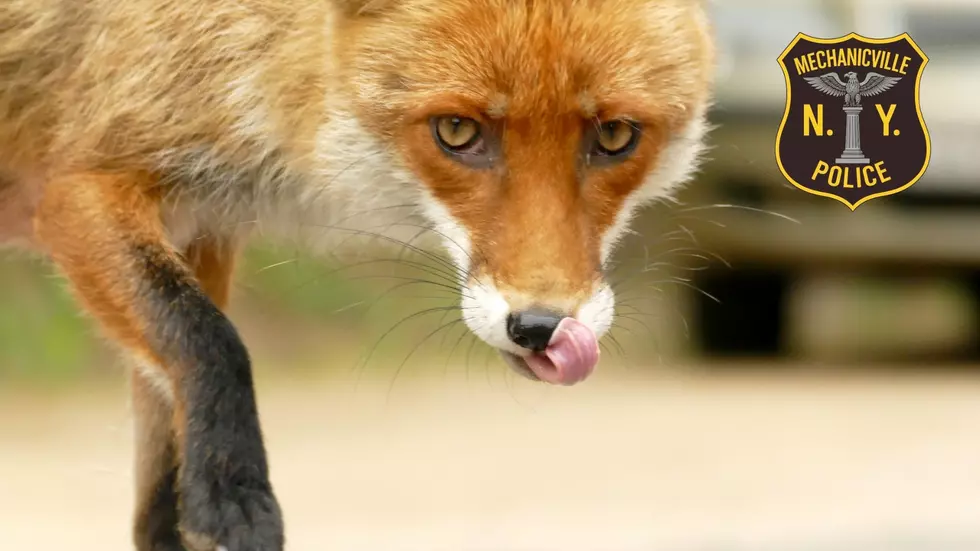 Aggressive Fox Bites Woman, Charges at Family in Mechanicville