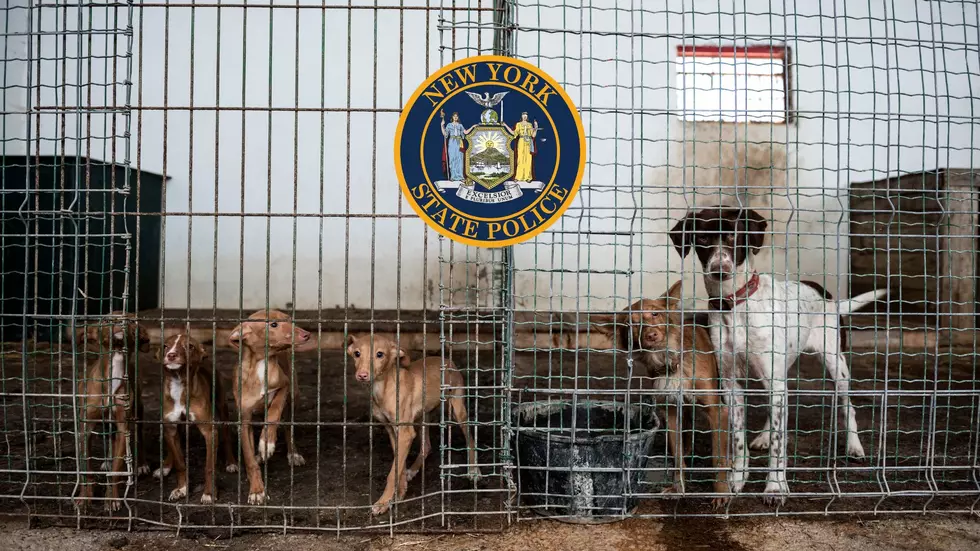 20 Dogs Seized From Upstate NY Home After Disturbing Discovery