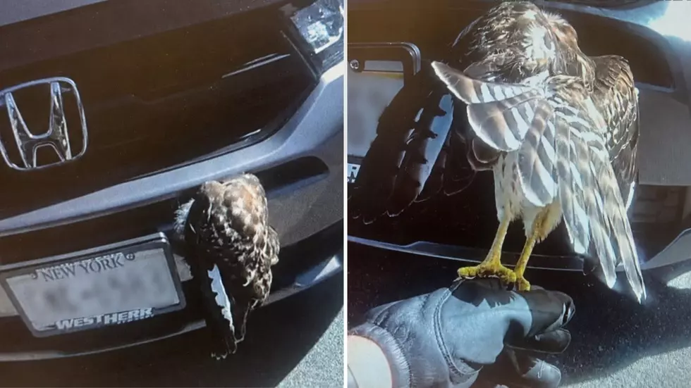 Upstate NY Police Officer Becomes an Unexpected Wildlife Hero