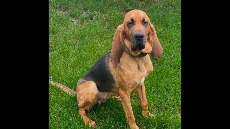 New Details Answer Some Questions About Tragic Loss of Albany County K9
