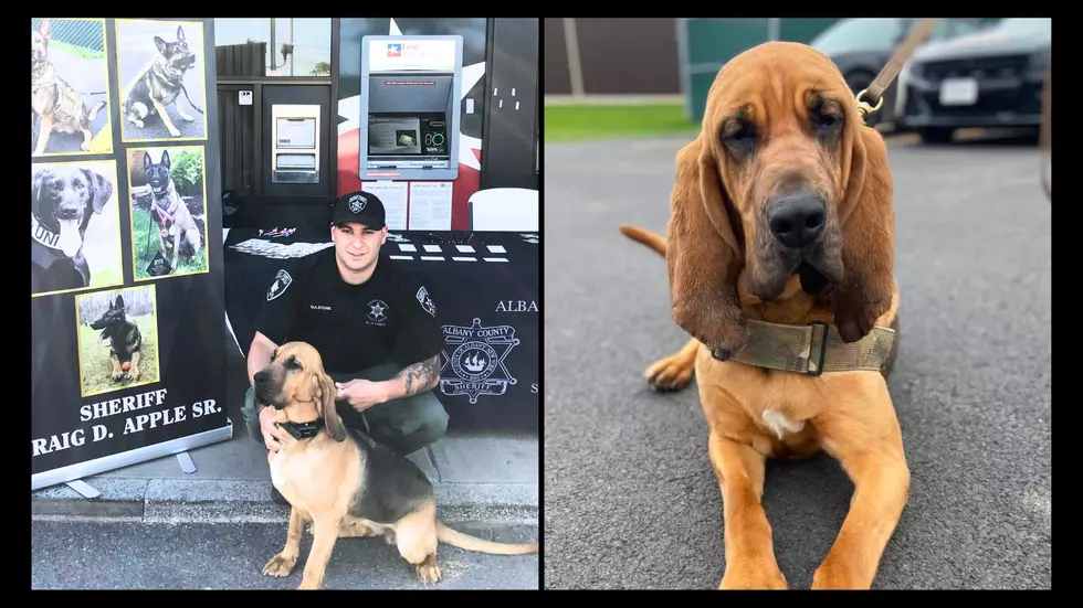 Heartbreak in Albany County: Missing Sheriff’s K9 Casey Found Dead