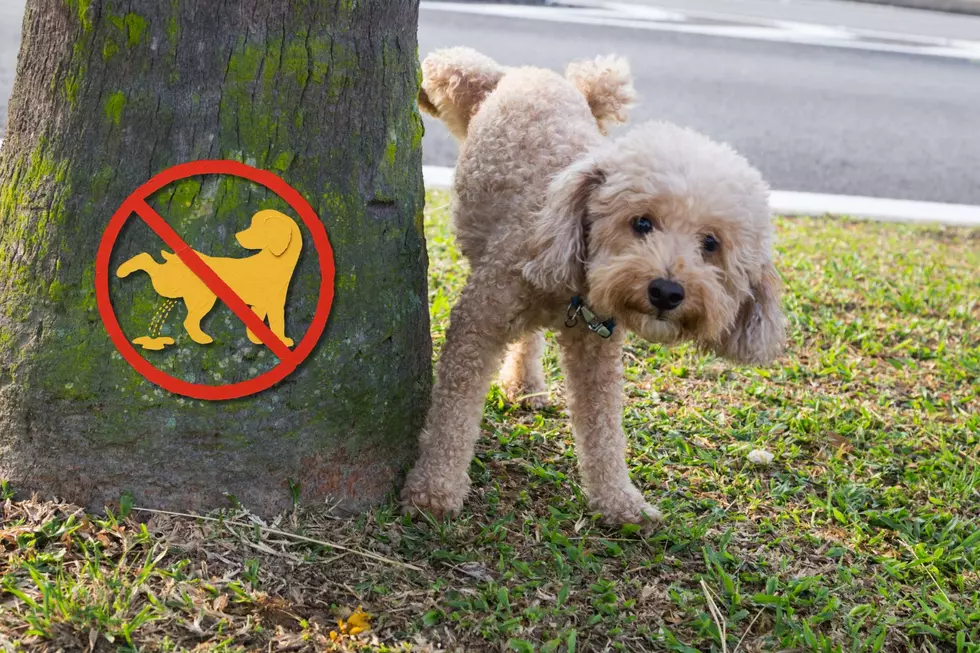 Can ‘No Pee’ Dog Signs on New York Lawns Be Enforced?
