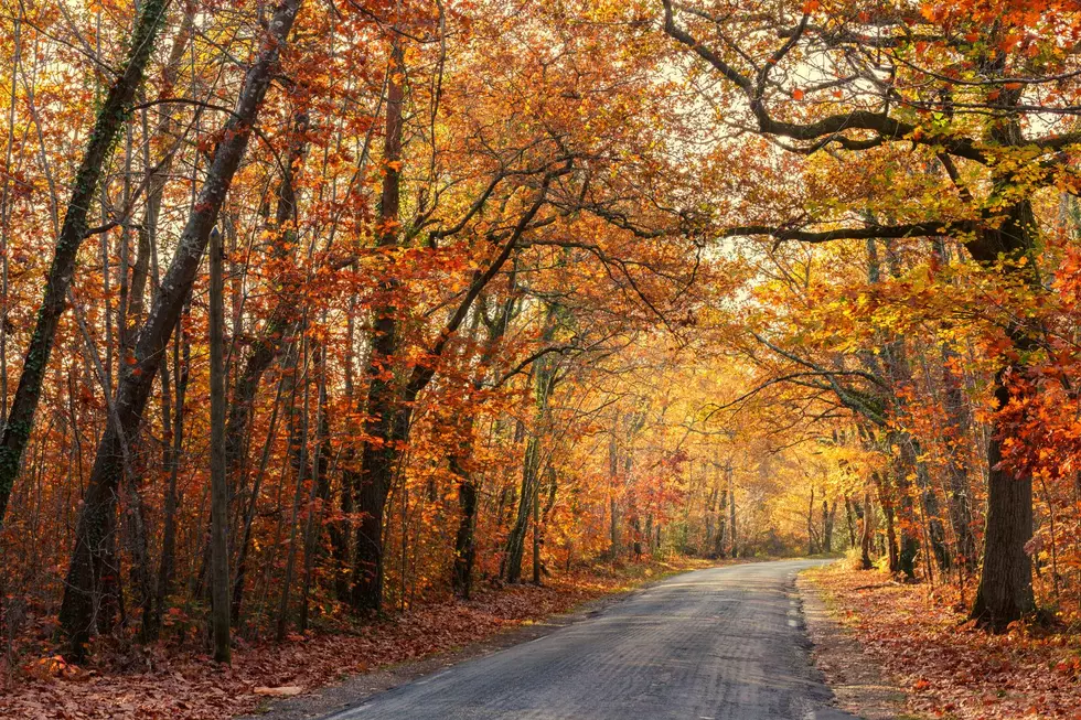 A road lined with fall trees