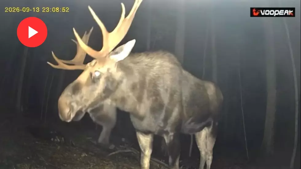 Strike a Pose! Magnificent Bull Moose Caught on Adirondack Trail Cam