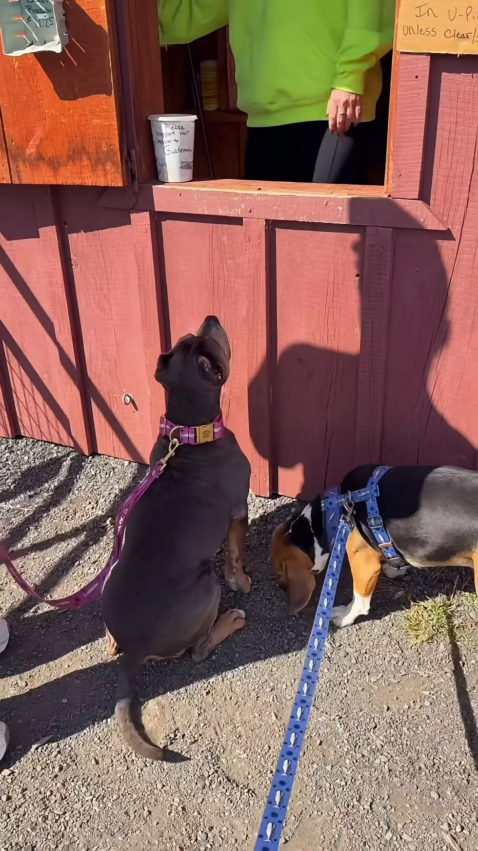 Miss Peaches waits patiently for a treat at Bowman Orchards in Rexford. Photo: Miss Peaches Instagram