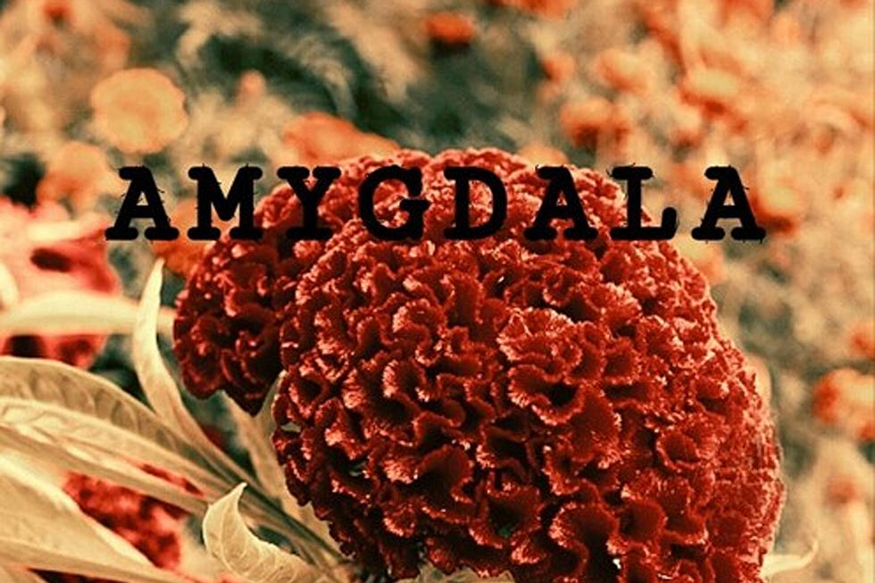 Domani Drops New 'Amygdala' Project