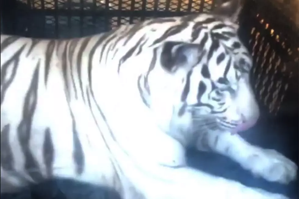 2 Chainz Shows Off White Tiger at His Wedding