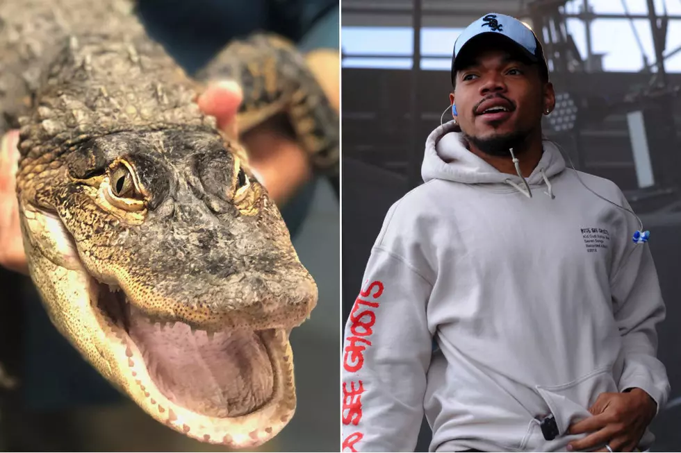Alligator Named Chance The Snapper Captured After Being Loose In Chicago