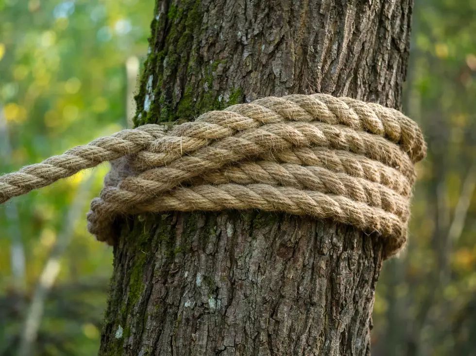 A thick hemp rope is wound around a tree. Close up.