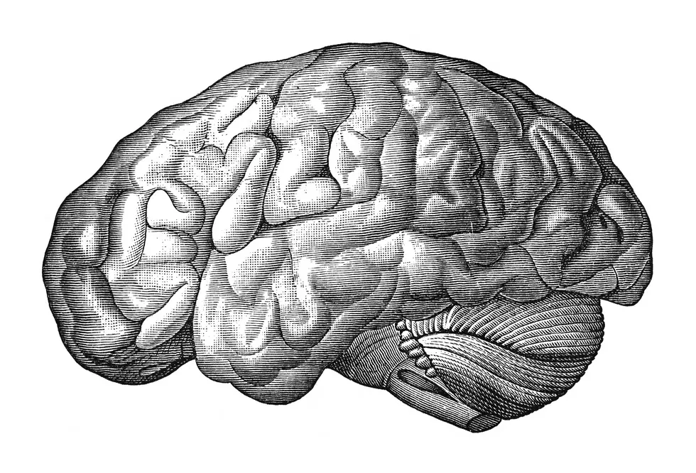 Vintage engraved illustration isolated on white background - Human brain (cerebrum)