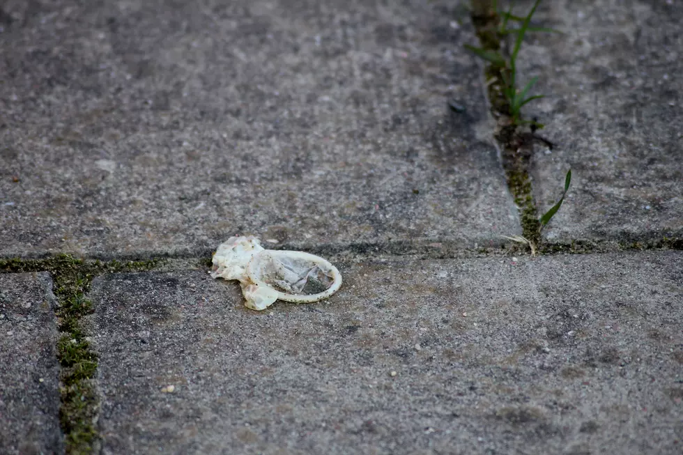 A used condom discarded