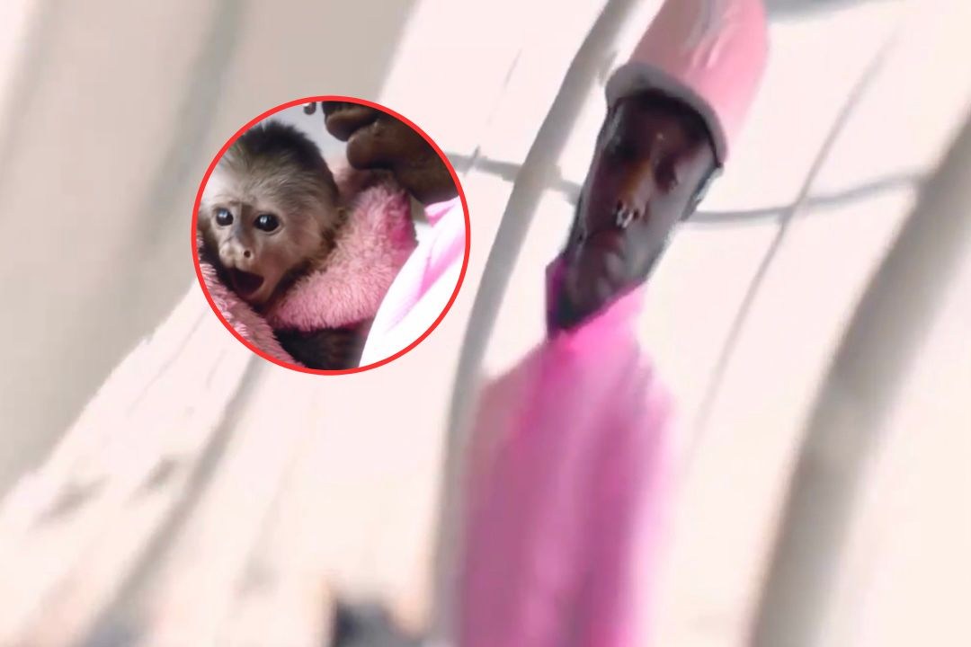 Lil Uzi Vert Shares Video of His Pet Monkey, Teases New Album