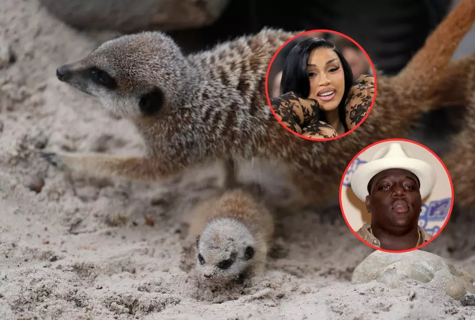 Named After Rap Stars Cardi B and Biggie, These Meerkats Just Welcomed Their Fifth Litter at a Scotland Safari Park