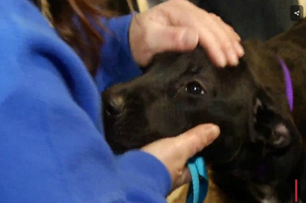 Things that Get Me: Maine Families Saves Pups from Kill Shelters in Georgia [WATCH]