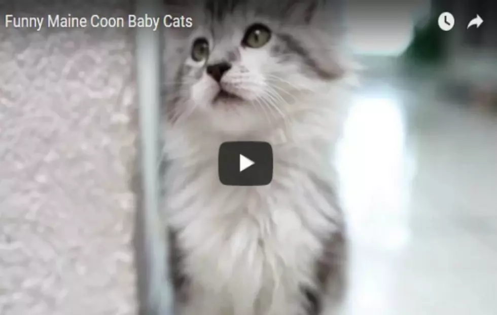 Funny Maine Coon Kittens to Brighten your Day! [WATCH]