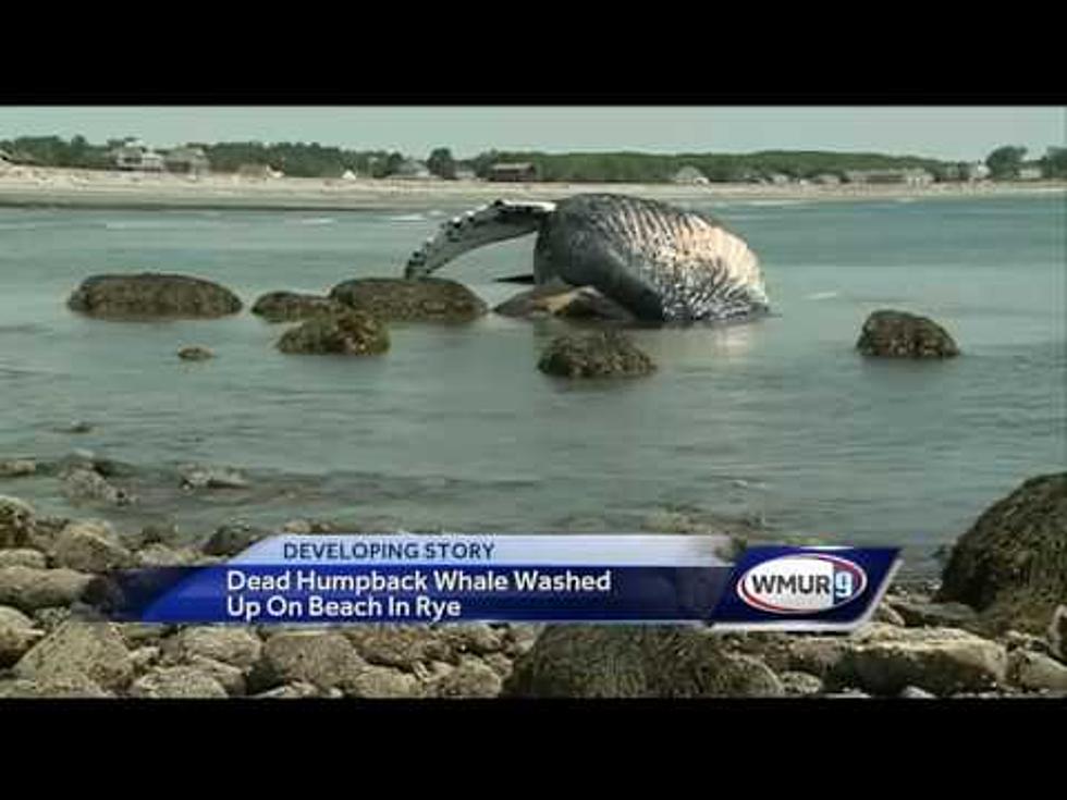Whoa! A Humpback Whale washed Ashore in Rye, New Hampshire Yesterday [VIDEO]