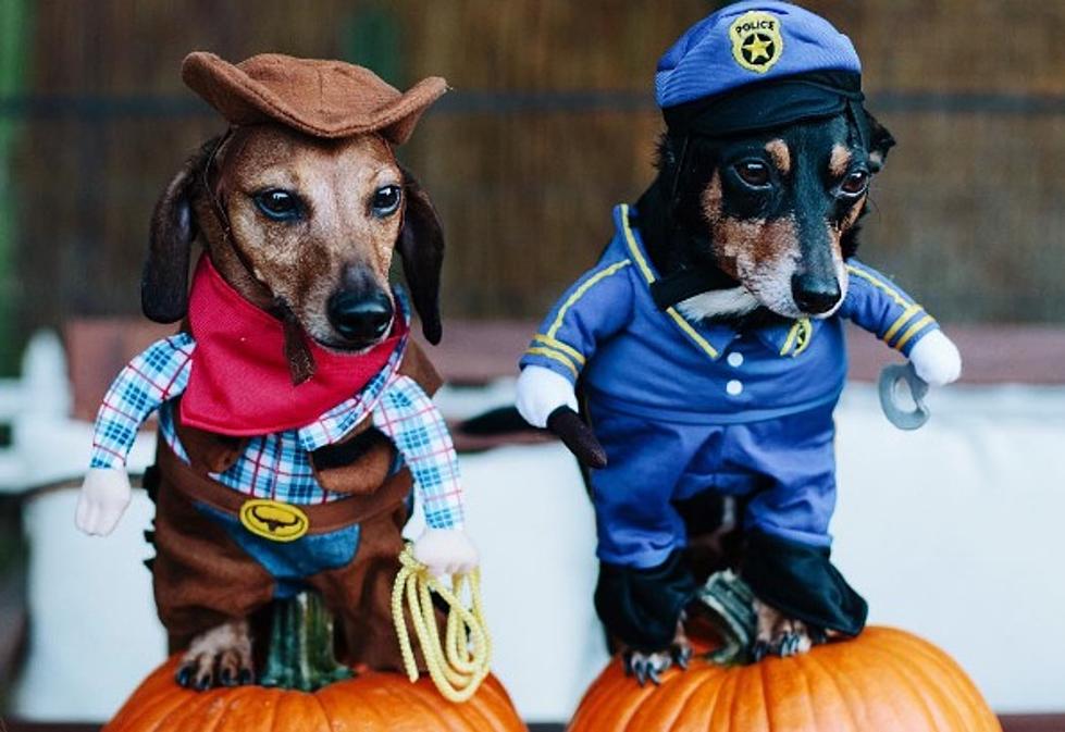 Cuteness Overload! Check out these Adorable Dogs Dressed up for Halloween [INSTAGRAM]