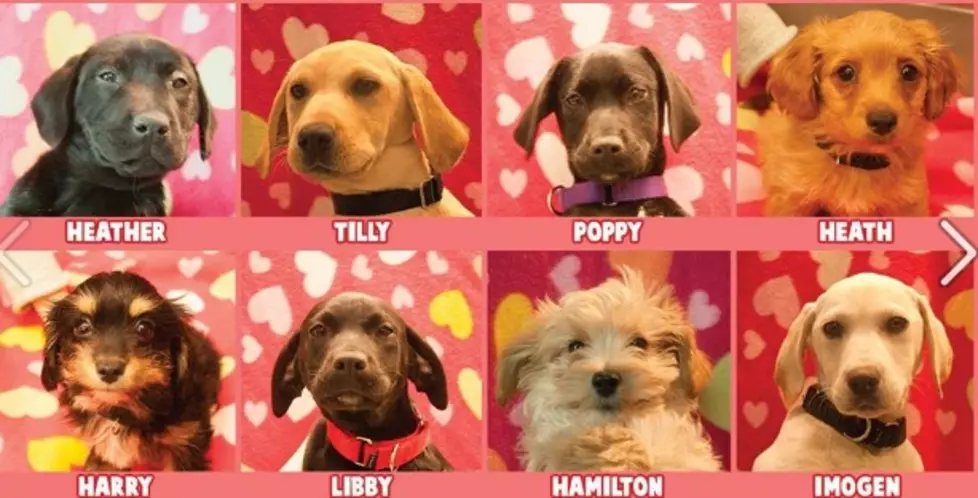 Cuteness Overload at Animal Refuge League’s Puppy Love Event Saturday! Adopt A Puppy [DETAILS]