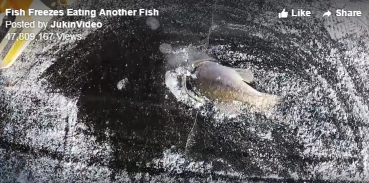 How the Heck did This Happen? Unbelievable! Fish Frozen In and Out of a Lake [WATCH]
