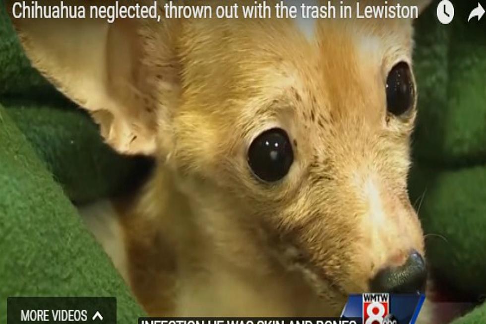 Chihuahua Found Dumped With The Trash In Lewiston [WATCH & HELP]