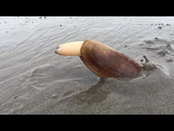 Gone Viral So This Is How Clams Bury Themselves In The Sand Watch