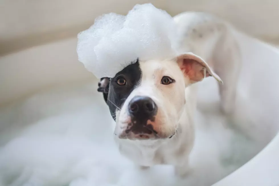Hilarious Dog Bath Videos and get Your Pup Cleaned Up by a Celebrity at Hops & Hounds! [WATCH & DETAILS]