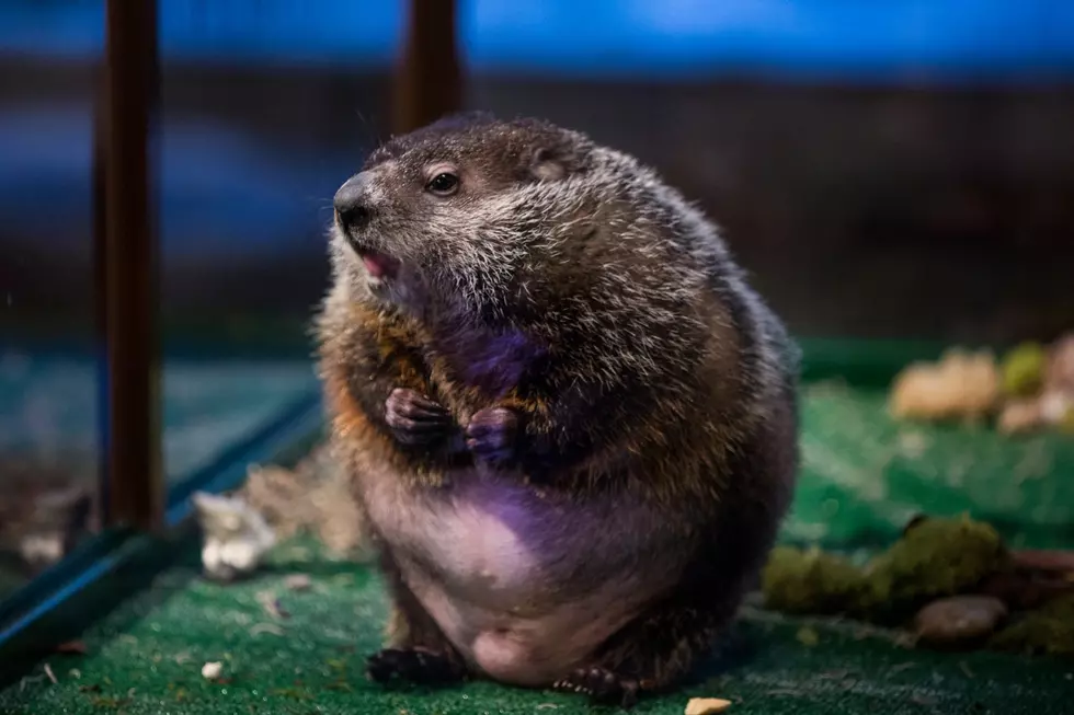 Woodchuck Predicts Who Will Win The Big Game At Boston Museum Of Science