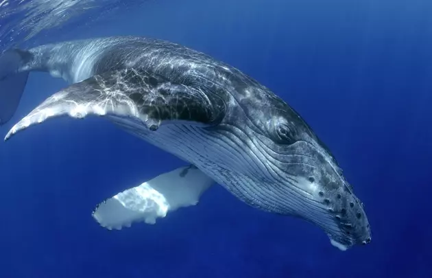NOAA Explains Why Humpback Whales Are Swimming In Boston Harbor