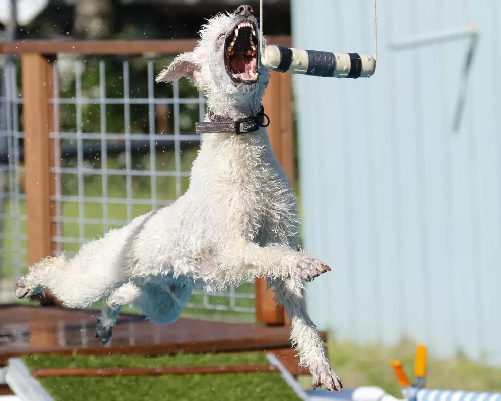 Hops & Hounds: Check Out the DockDogs Competition in Slow Motion