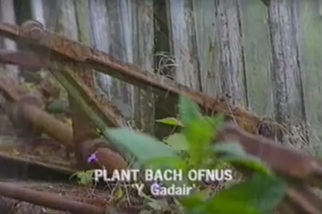 Gwenno x Gorilla vs. Bear takeover: Plant Bach Ofnus (Scared Little Children)
