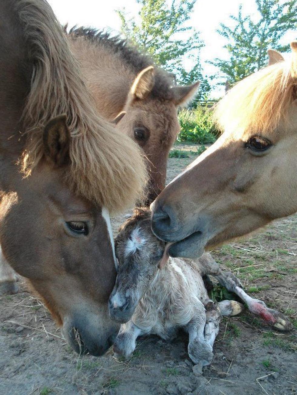 Поцелуй с лошадью