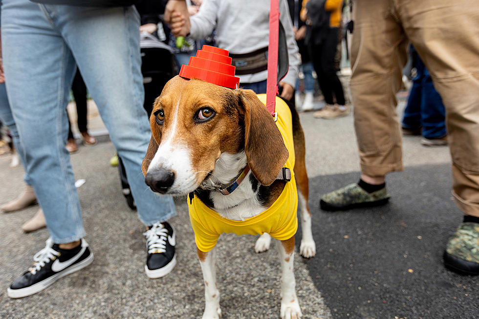 Tompkins Square Halloween Dog Parade took over NYC&#8217;s East River Park (pics)