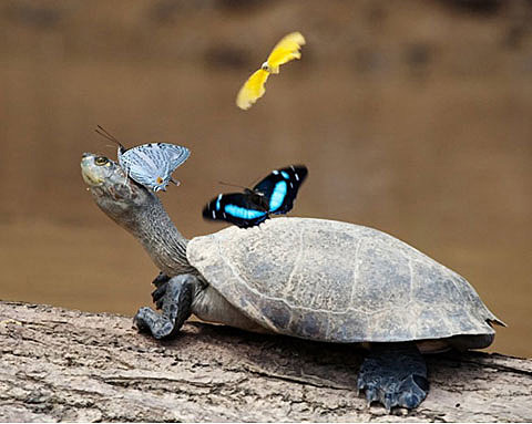 Turtle Butterfly