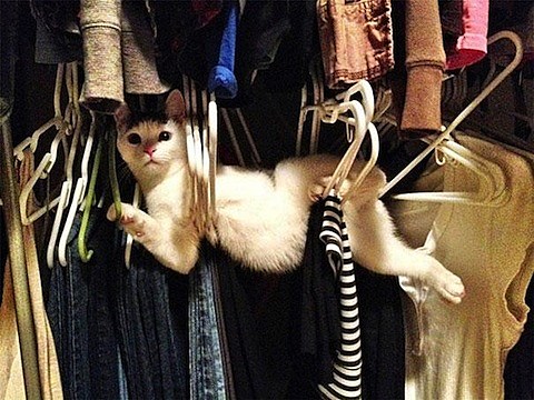 cat-clothes-hangers