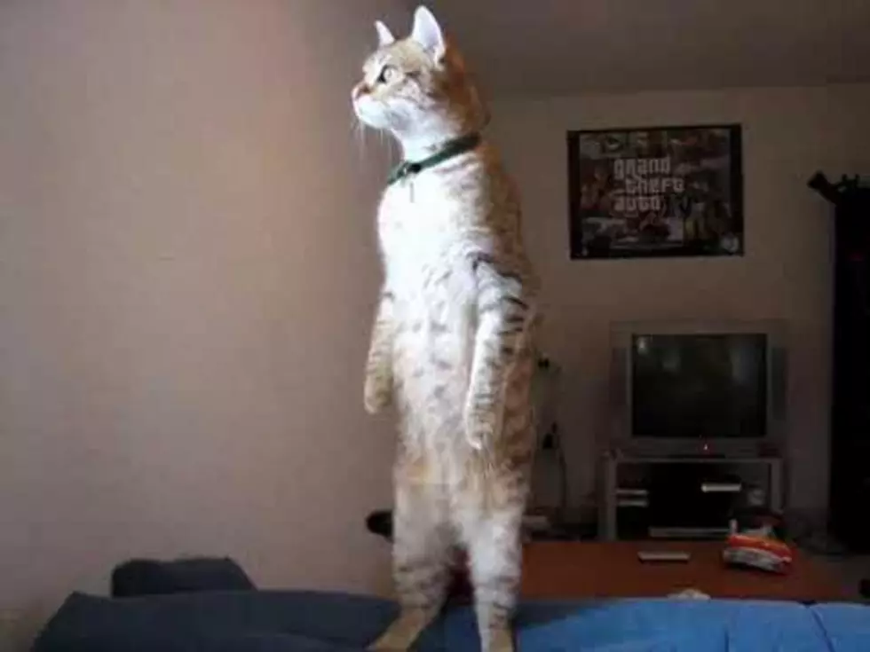 Standing Cat [VIDEO]