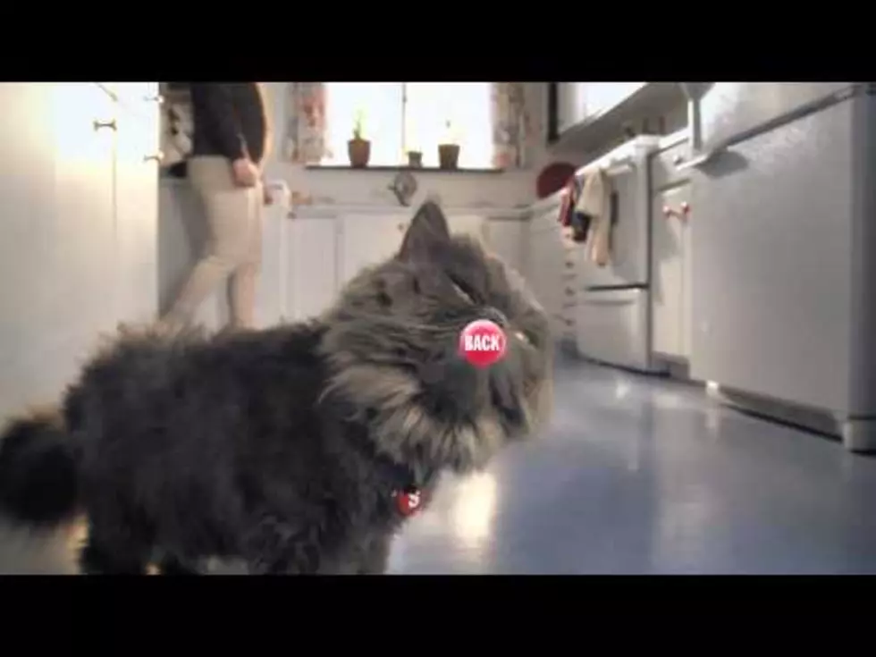 Weird Skittles Kitten Commercial [VIDEO]