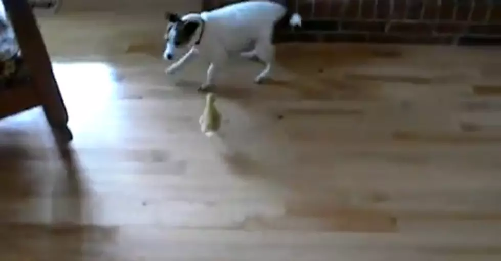 Puppy Vs. Duckling [VIDEO]
